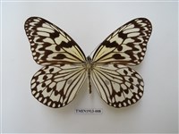 藏品(大白斑蝶(綠島亞種))的圖片